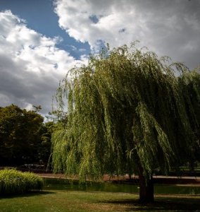 7 Popular Trees That Spell Trouble For Your Yard