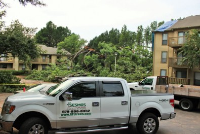 Why Are My Trees Dying?