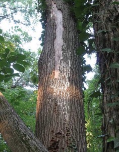 Can a Diseased Tree Be Saved?