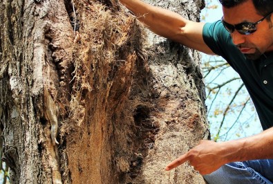 FAQs About Frost Cracks in Trees