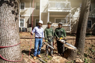 Risks of Ignoring Tree Removal