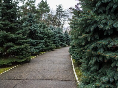 Planting Trees Near Your Driveway