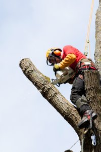 What Is the Best Time of Year to Remove a Tree?