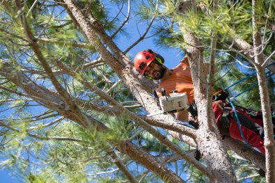 When to Call a Tree Service: 5 Signs Your Tree is a Safety Hazard