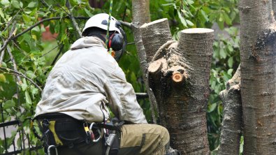 Professional Tree Removal Near You: What to Expect and How to Choose