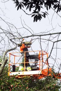 How to Prevent Tree Emergencies with Regular Property Maintenance