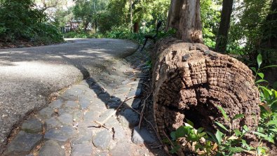 Tree Stumps and Foundation Damage: What Homeowners Should Know