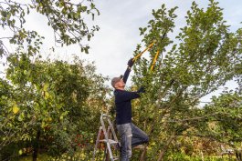 How Proper Trimming Helps Trees Grow Stronger