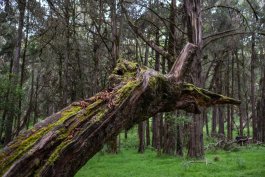 The Most Overlooked Signs of a Dangerous Tree