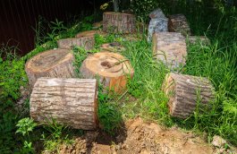 How Old Tree Stumps Affect Landscaping and Property Value