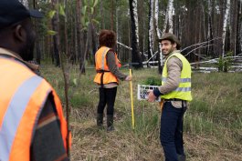 How Tree Growth Patterns Signal Maintenance Needs