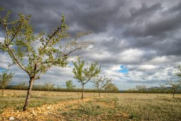 How Shifting Global Climate Patterns Affect Local Species Growth Trends This Season