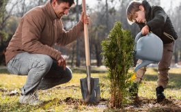 The Best Trees to Plant in Your Yard to Fight Soil Erosion and Standing Water