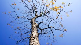 Dead vs. Dying vs. Precarious Trees: How to Identify a Falling Hazard Before It Drops