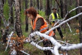 Storm Emergency Response: What to Do in the First 60 Minutes After a Tree Falls