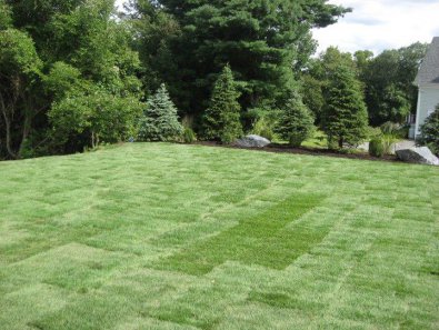 When to Trim Evergreens