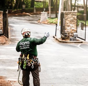 Best Time of Year to Remove Trees