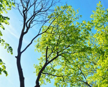 Benefits of Composting Your Tree`s Fall Leaves