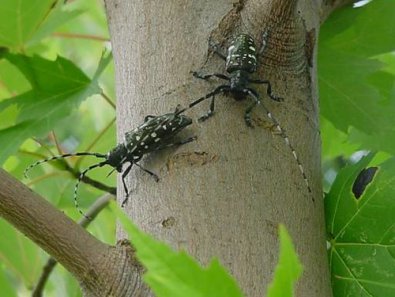 Insects in Trees