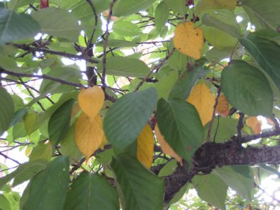 What Do Yellow Leaves Mean in Summer?
