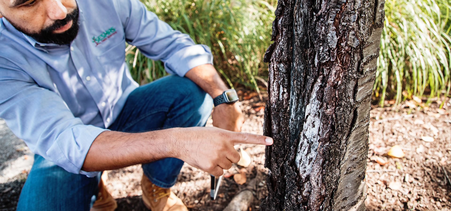 Insects Pests & Disease Management