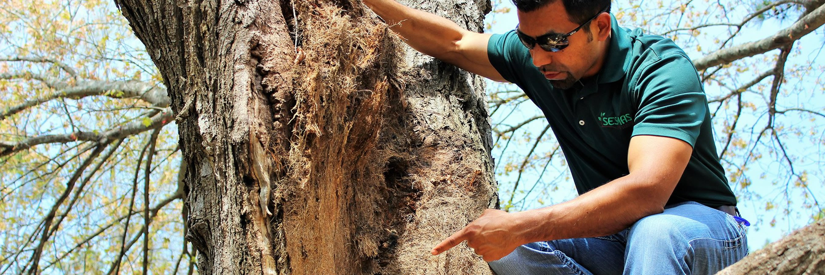 Reliable Tree Removal & Care Services in Jefferson, GA