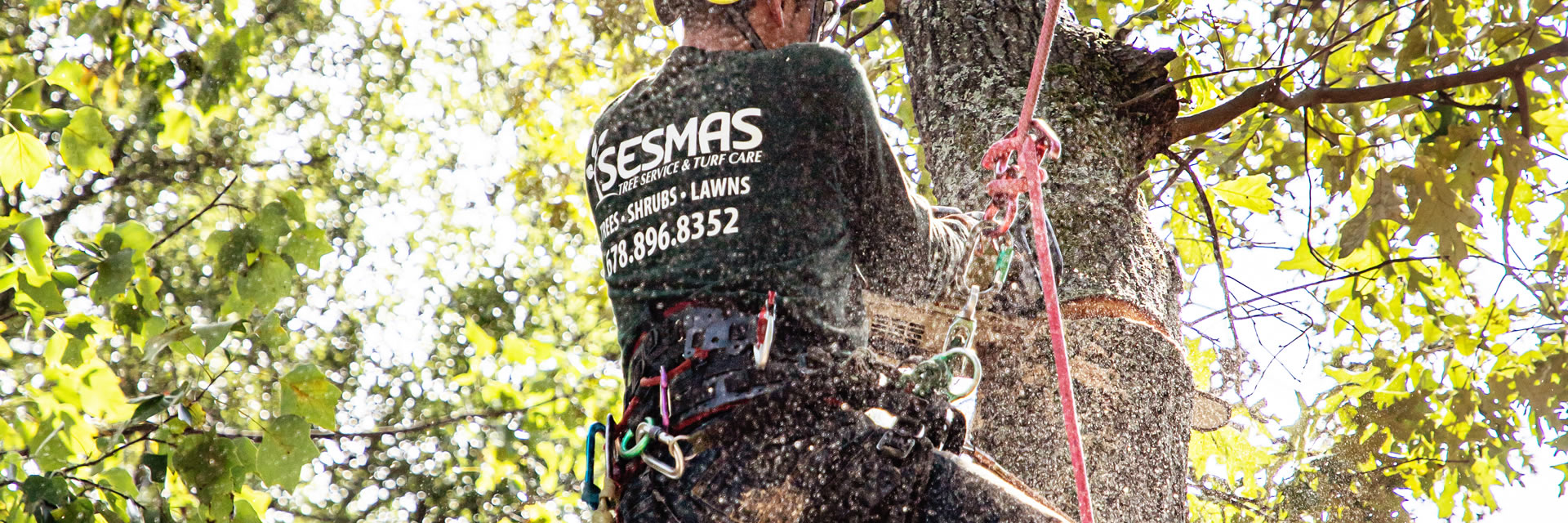 Arborist Services