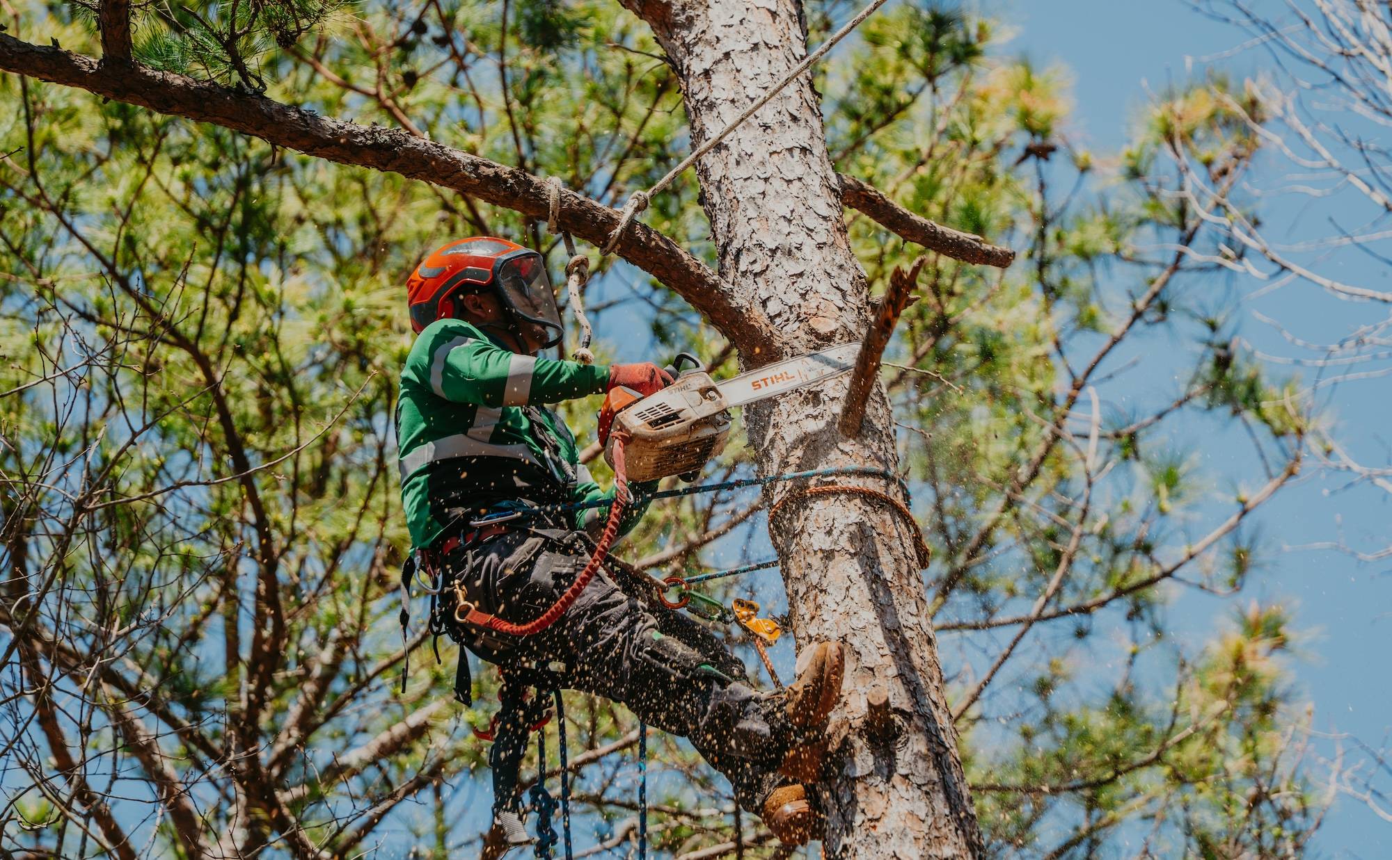 Reliable Tree Removal & Care Services in Alpharetta, GA