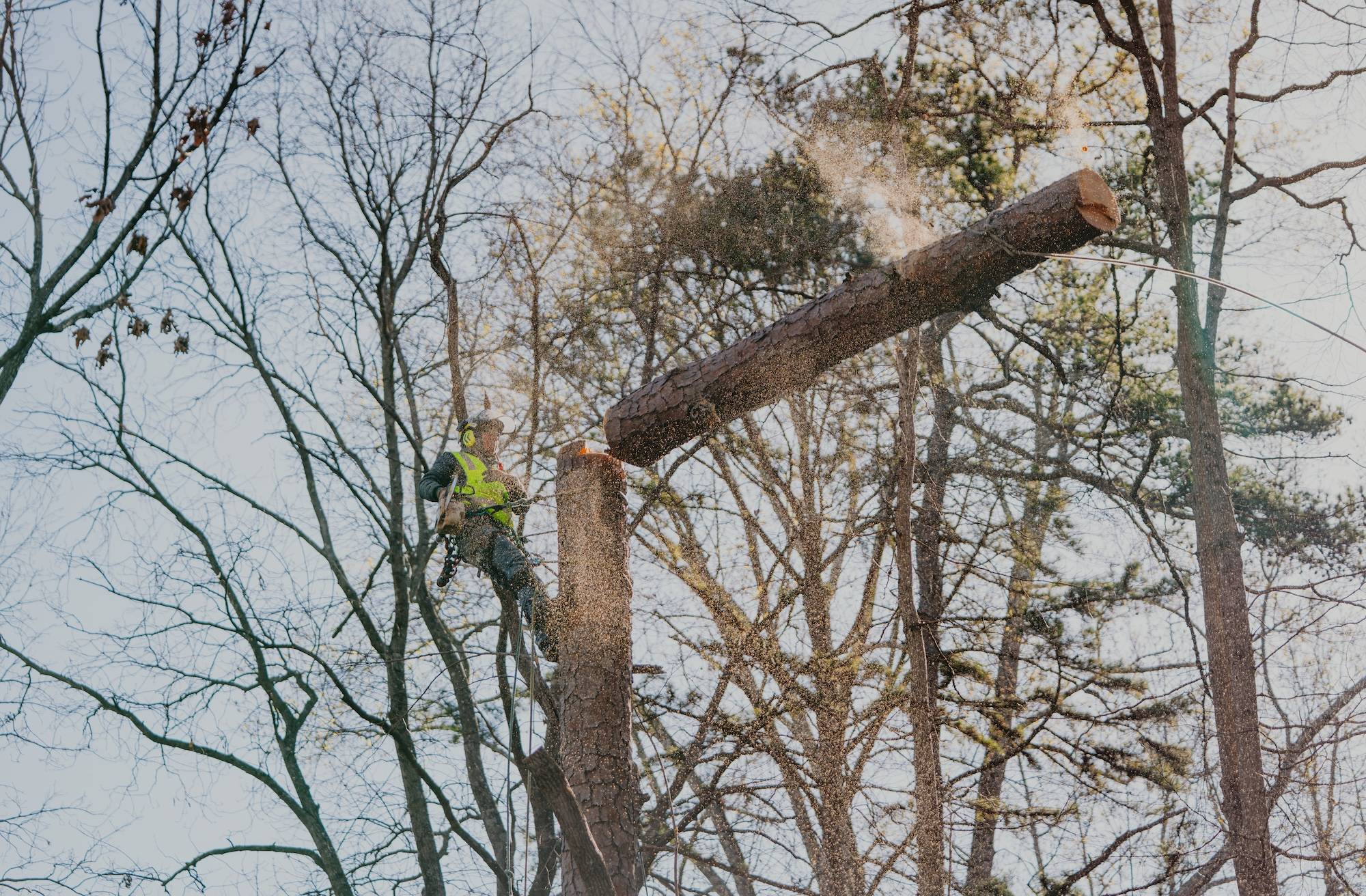 Arborist in Dacula