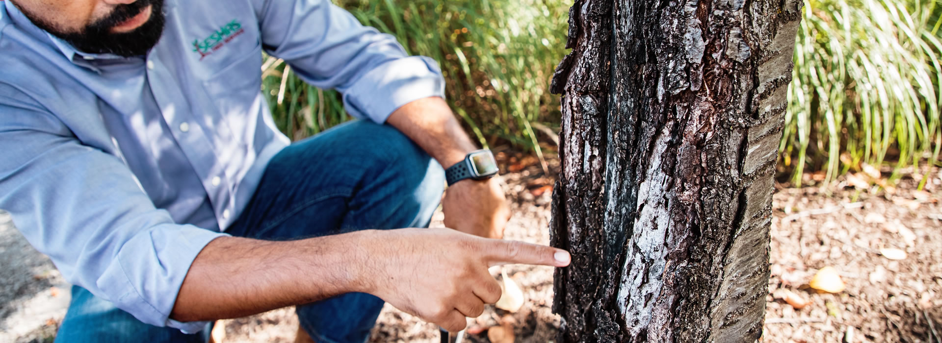 Tree Risk Assessment