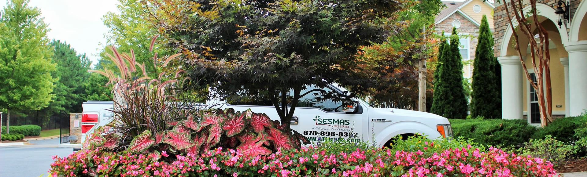 Tree & Shrub Care