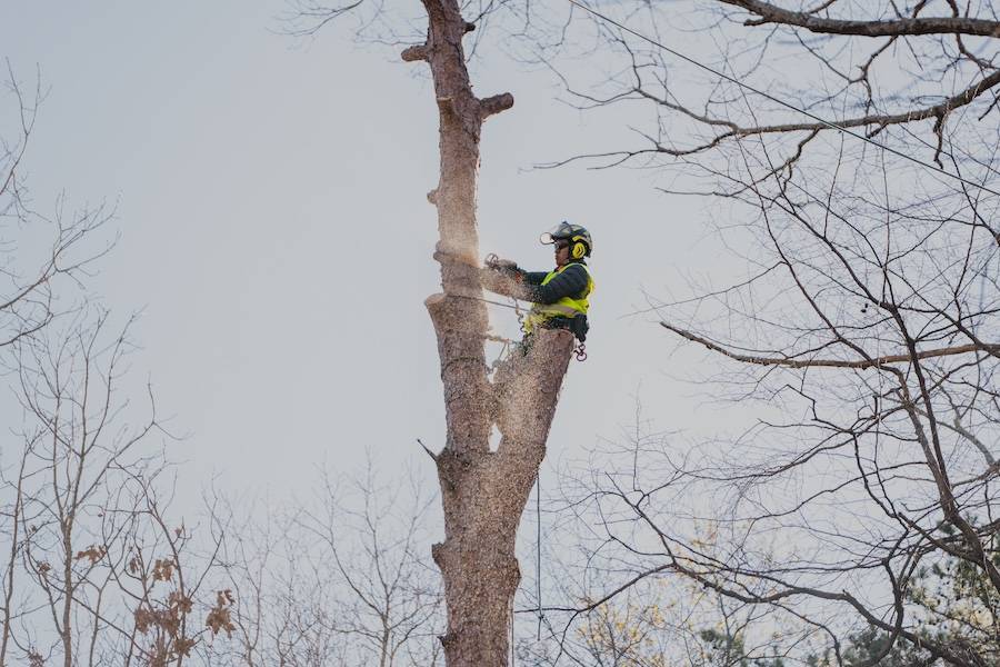 Reliable Tree Removal & Care Services in Snellville, GA