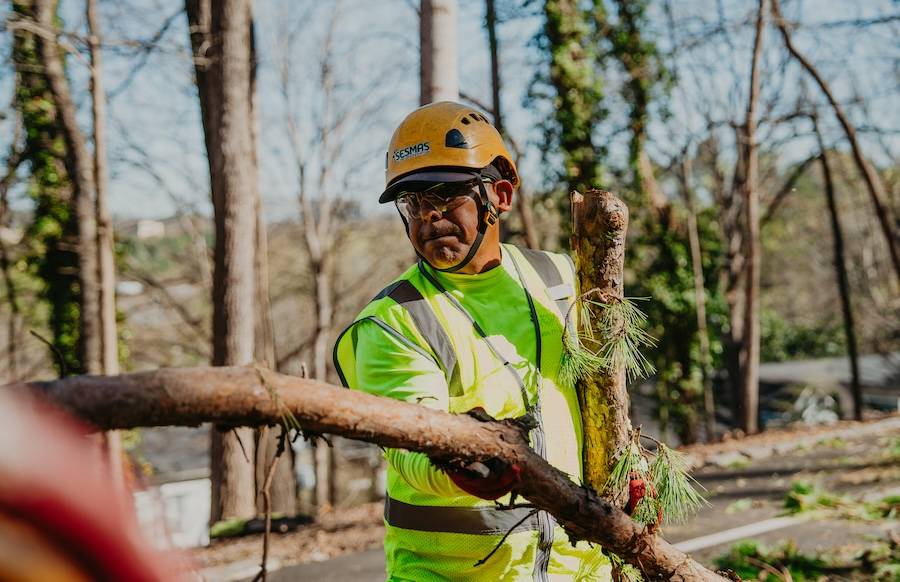 Reliable Tree Removal & Care Services in Alpharetta, GA