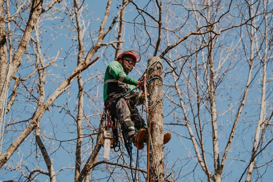 Arborist Services