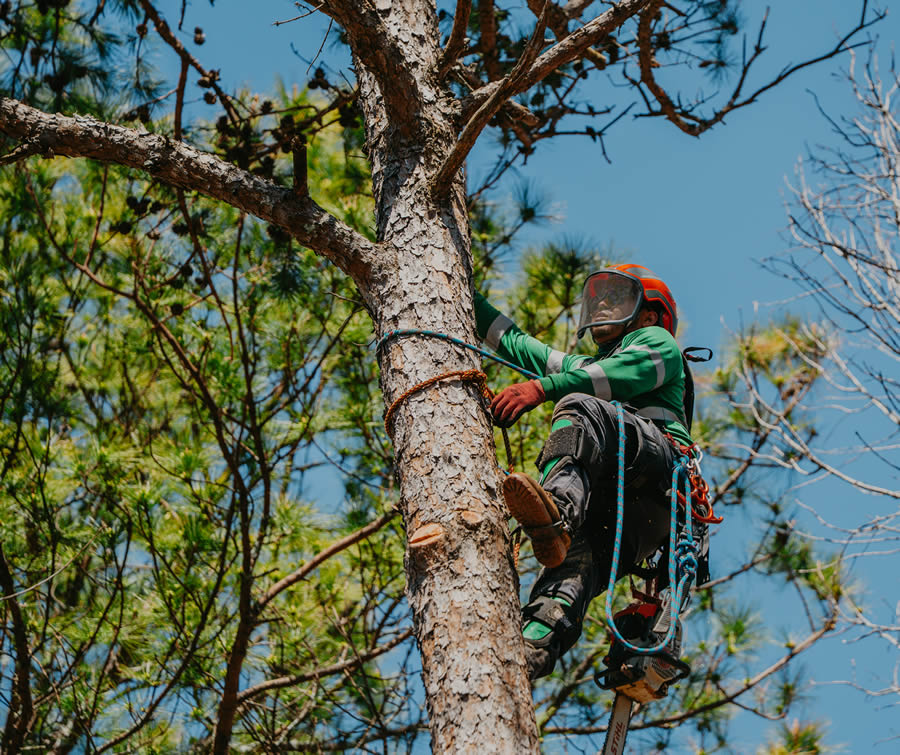 Reliable Tree Removal & Care Services in Concord, NC