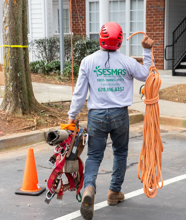 Arborist in Dacula