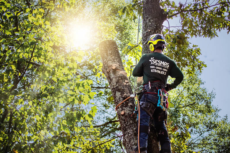 Reliable Tree Removal & Care Services in Buford, GA