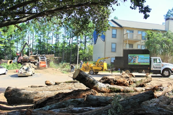 Reliable Tree Removal & Care Services in Kannapolis, NC