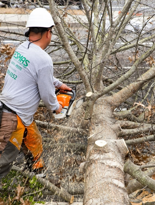 Reliable Tree Removal & Care Services in Rock Hill, SC