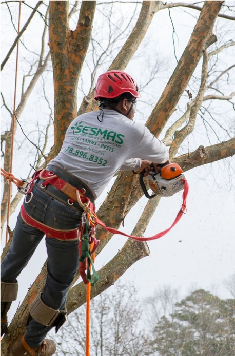 Reliable Tree Removal & Care Services in Rock Hill, SC