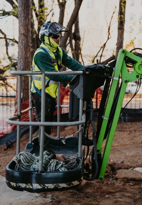 Reliable Tree Removal & Care Services in Belmont, NC