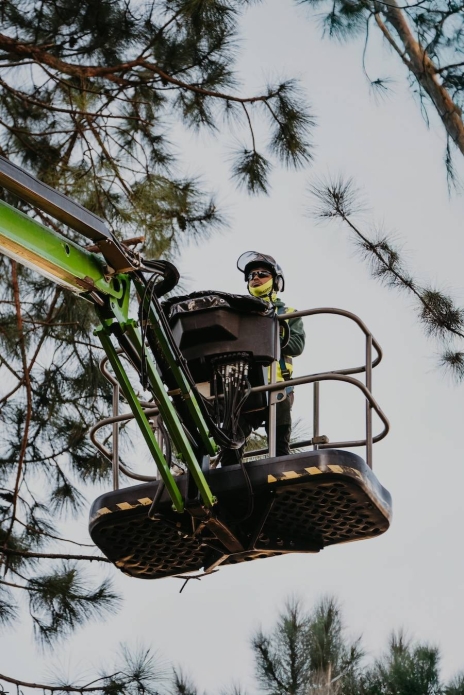 Reliable Tree Removal & Care Services in Kennesaw, GA
