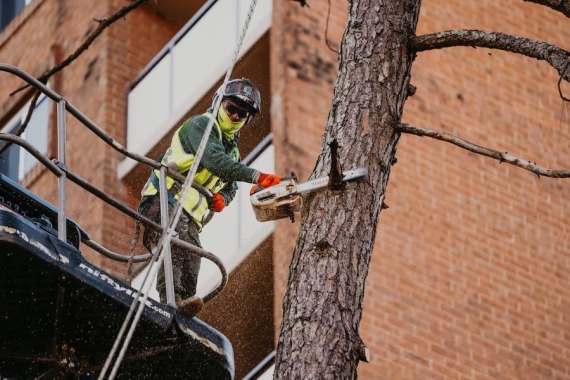 Reliable Tree Removal & Care Services in Jefferson, GA