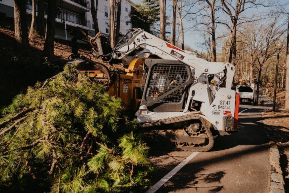 Reliable Tree Removal & Care Services in Cumming, GA