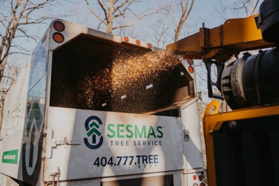 Reliable Tree Removal & Care Services in Brookhaven, GA