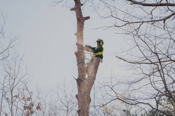 Reliable Tree Removal & Care Services in Snellville, GA
