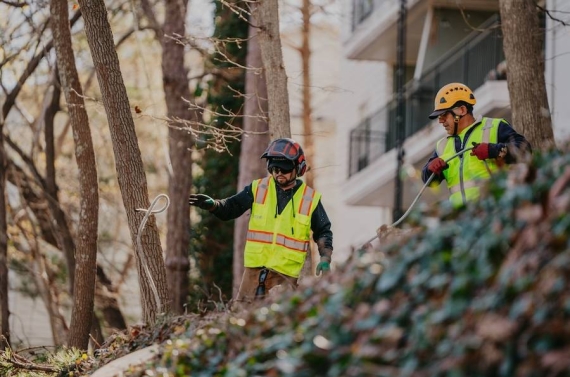 Reliable Tree Removal & Care Services in Buckhead, GA