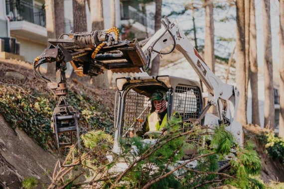 Reliable Tree Removal & Care Services in Braselton, GA