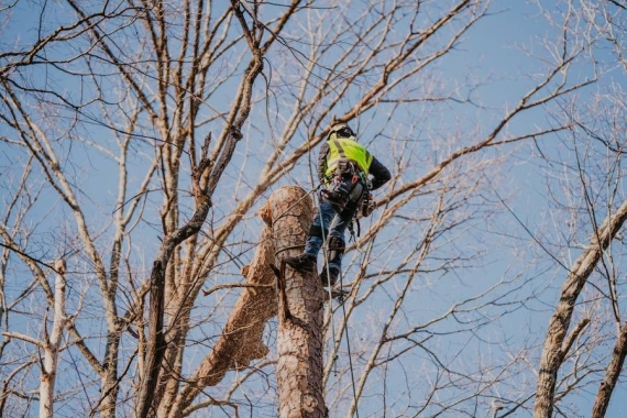 Reliable Tree Removal & Care Services in Gainesville, GA
