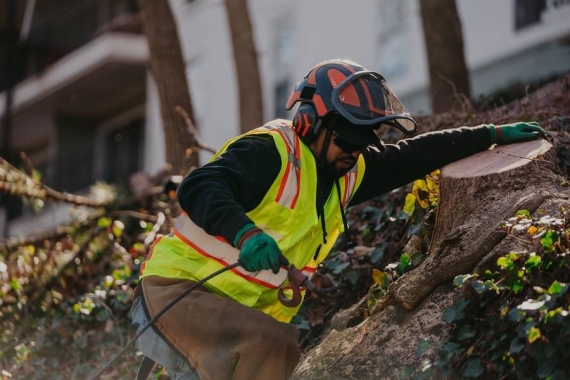 Reliable Tree Removal & Care Services in Dacula, GA